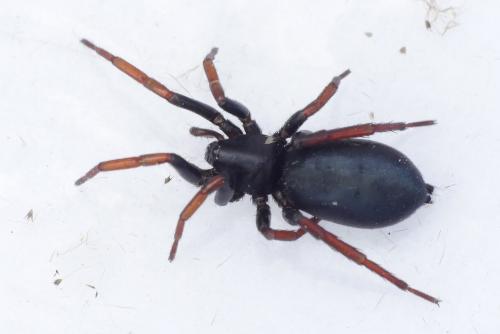 Trachyzelotes pedestris